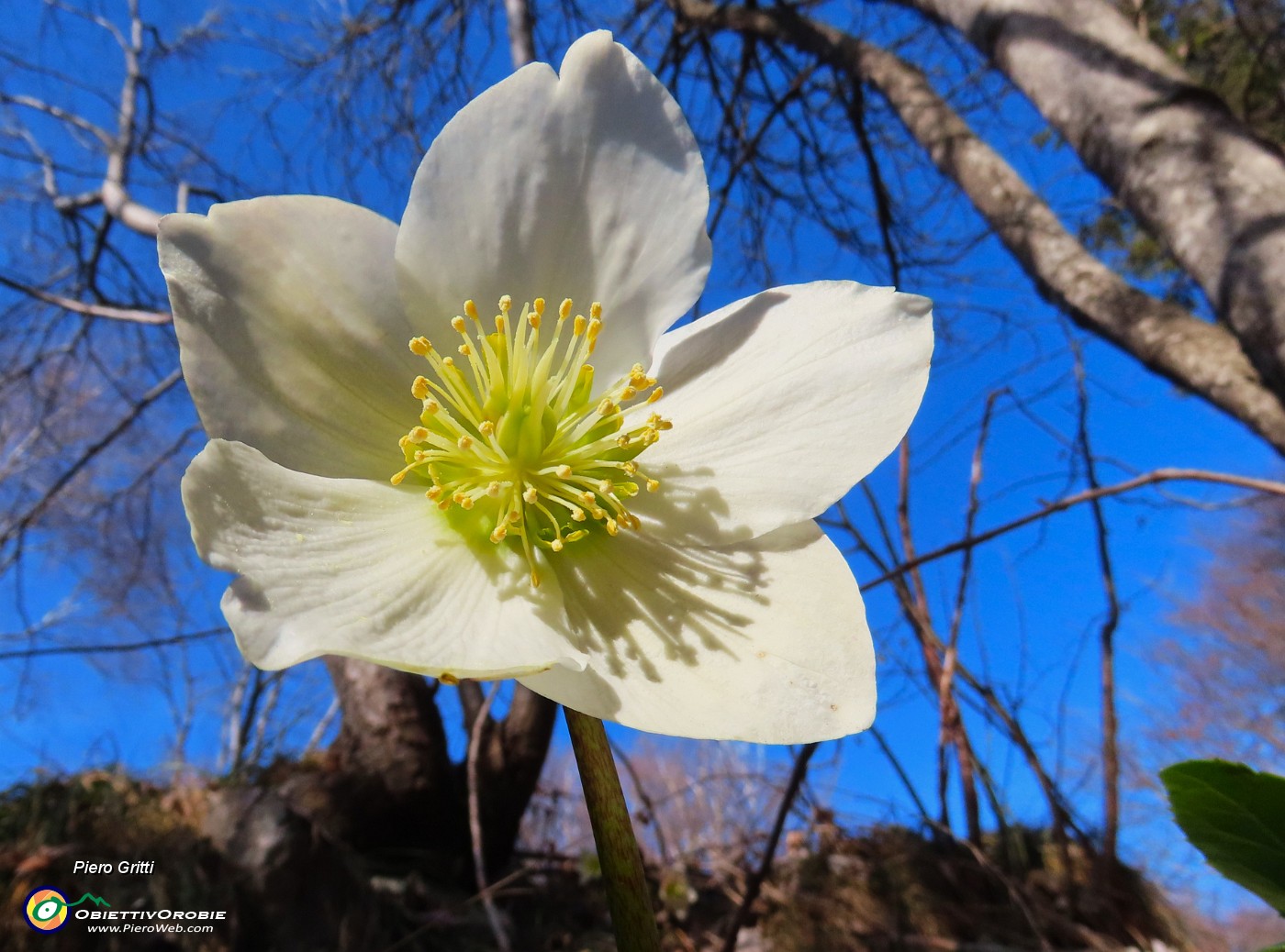 16 Ellebori in fiore.JPG